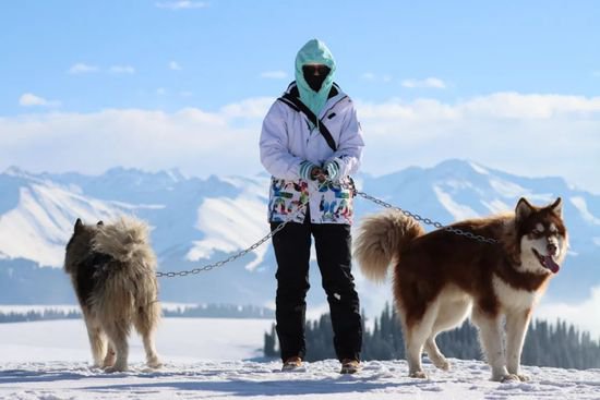 看图！阿拉斯加雪橇犬入驻喀拉峻野雪公园~