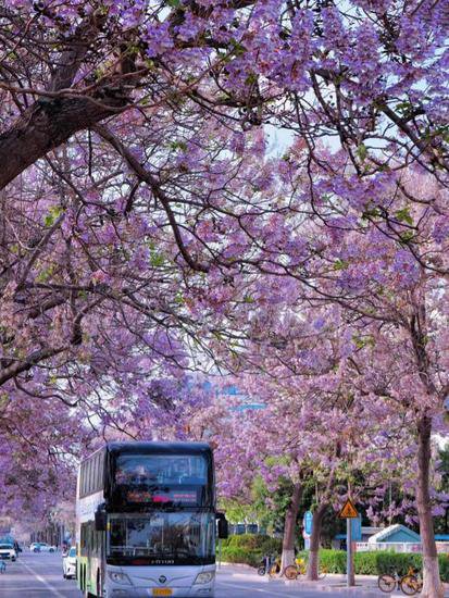 北京一棵“泡桐树”开花，花色太唯美了，看着就治愈