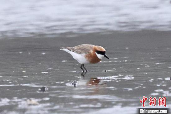 大山包保护区发现云南鸟类新记录青藏沙鸻