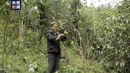 湘村振兴丨江华：千亩野生古茶树开采 打造乡村振兴特色品牌