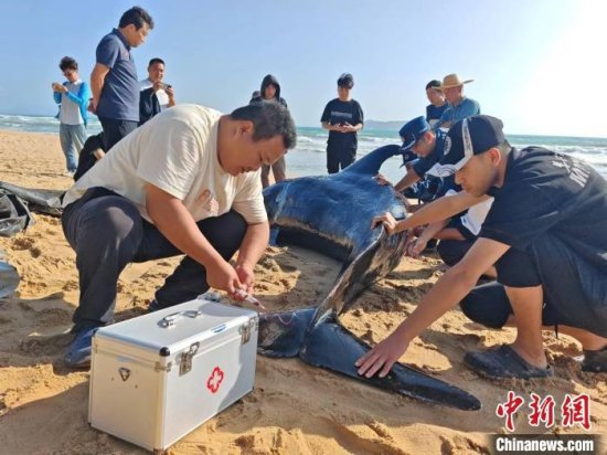 一受伤<em>鲸鱼</em>三亚海滩搁浅 救援人员将24小时轮流看护