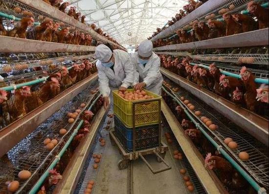 吉林市蛋价上涨超六成 养殖户：或还有上涨空间