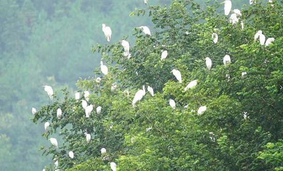 湖南桂东：完善保护体系 护佑候鸟迁飞