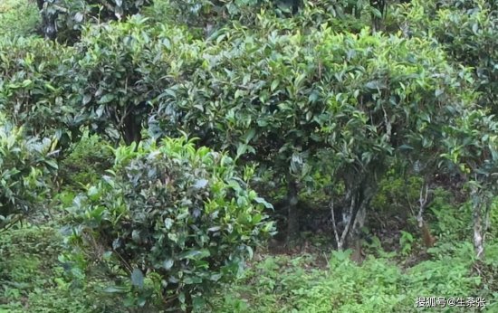 图文结合，详解普洱茶树分类大全，普洱茶树的几种分类，建议...