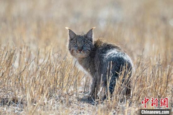 青海<em>摄影团队</em>拍摄到荒漠猫清晰影像