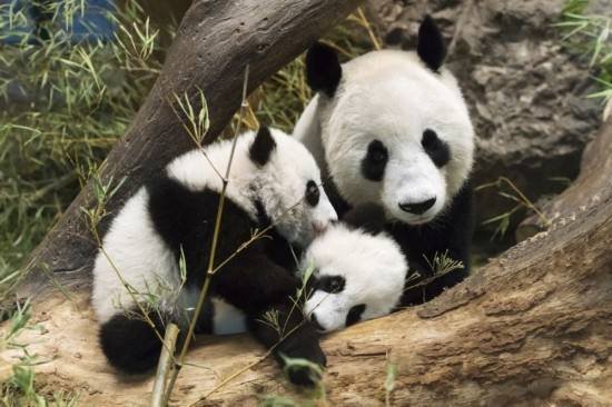 首只大熊猫在韩国出生，取名“福宝”，<em>它</em>属于中国还是韩国<em>呢</em>？