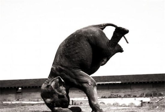 唯一<em>被人类</em>处以绞刑的大象玛丽，究竟犯下什么错，要被如此对待...