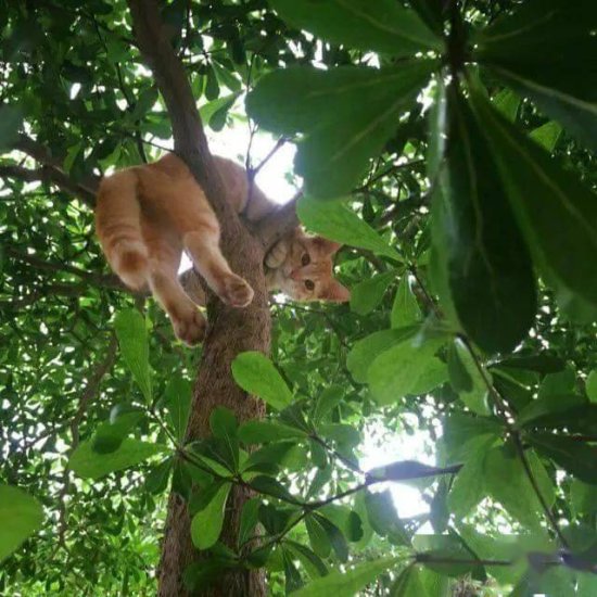网友坐树下听到头顶有声音，紧张抬头却瞬间被萌翻，<em>好多猫</em>！