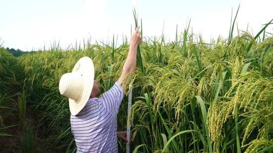 抚州市临川首次试种巨型稻获得成功