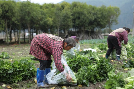 三都：百亩蔬菜喜丰收 助力村集体经济发展-新华网