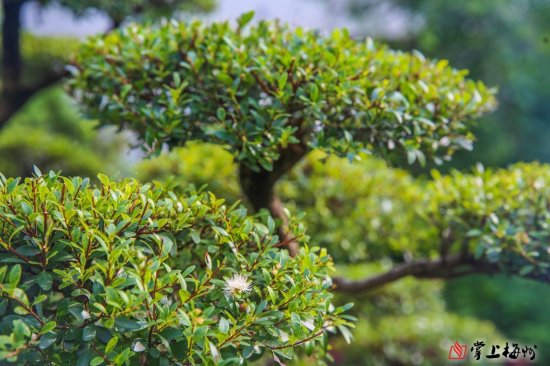 国内<em>罕见</em>！梅州有棵树龄300余年的赤楠孤品！