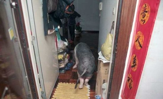 <em>深圳</em>女孩<em>租房子</em>养250斤宠物猪，农民工：这就是我们家乡的土猪