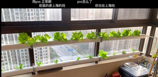 上海人的状态：睁眼看新闻，关手机水培种葱姜