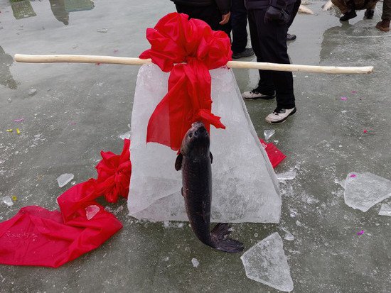 “鱼跃龙门”迎新年活动启动