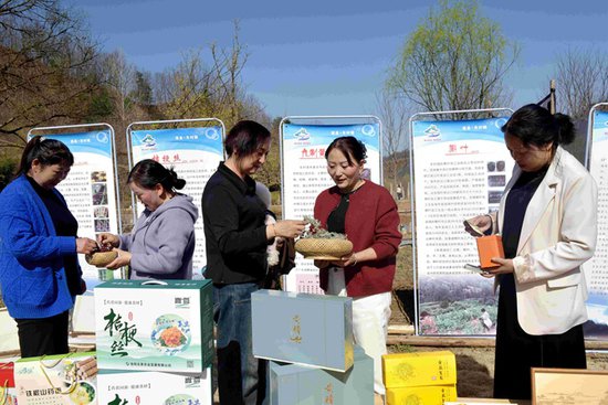嵩县：茱萸花开赏春色 特色产业促增收