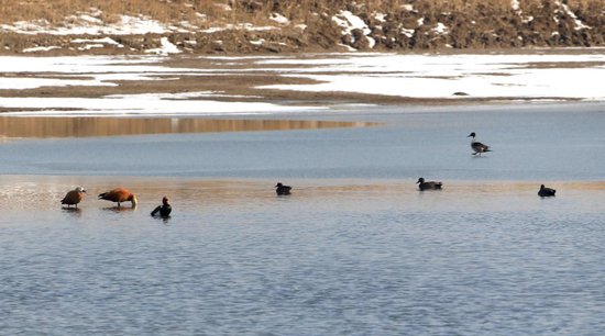 河北沧州南大港湿地首次发现赤嘴潜鸭