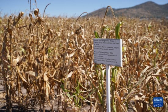 这是11月7日在<em>墨西哥</em>特斯科科郊外国际<em>玉米</em>小麦改良中心拍摄的...