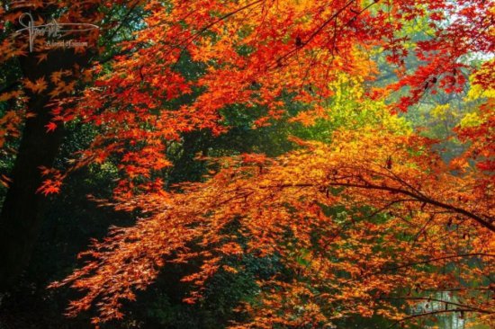 杭州秋天最美的<em>红枫树</em>，到冬天却变得如此狼藉，风景有些独特