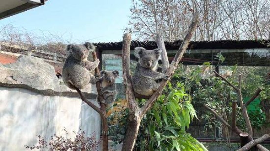 南京红山动物园被“报复”了
