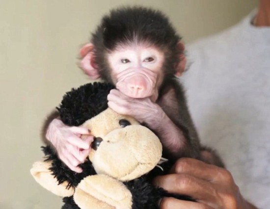 印度狒狒宝宝遭母亲抛弃 抱<em>玩具娃娃</em>寻求安慰