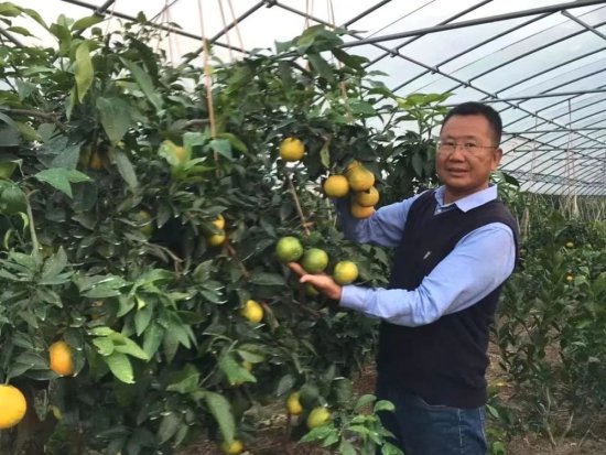 弃商从农，他立志种出全<em>上海最好吃的</em>橘子！