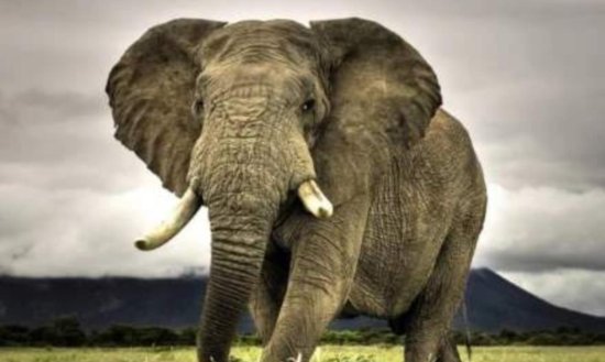 100年前，一头大象被判死刑，遭<em>起重机</em>活活吊死，究竟是为何？