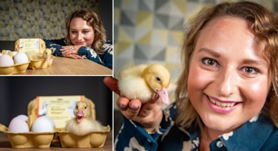 超市买的鸭蛋也能成功孵化？ 英国女子历时28天获得<em>宠物</em>鸭