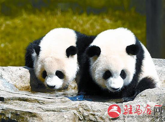 双胞胎大熊猫过生日啦