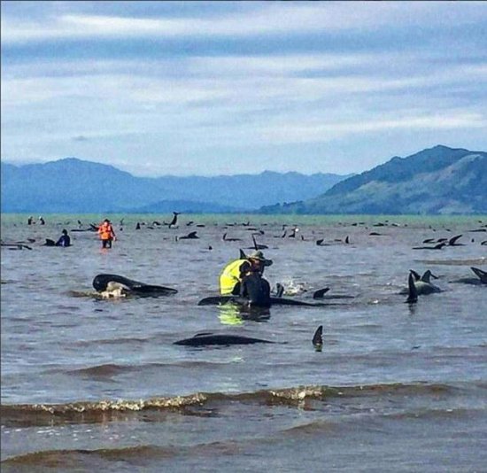 新西兰<em>鲸鱼</em>回家了：逾600头搁浅 半数已脱险