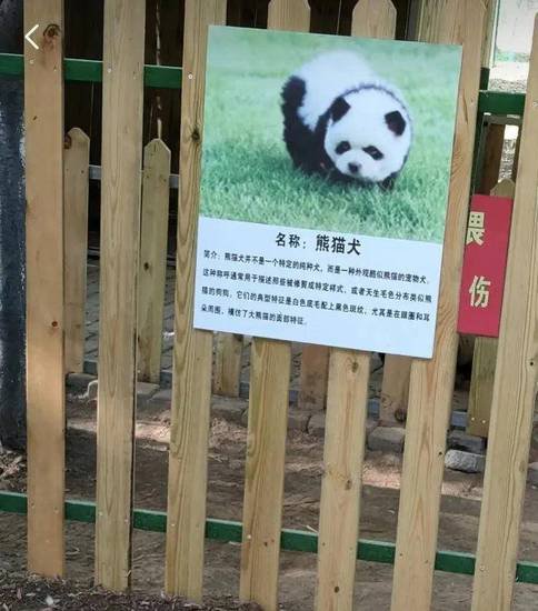泰州<em>动物园</em>“熊猫犬”引<em>争议</em>，回应：特地引进，引进时已染色