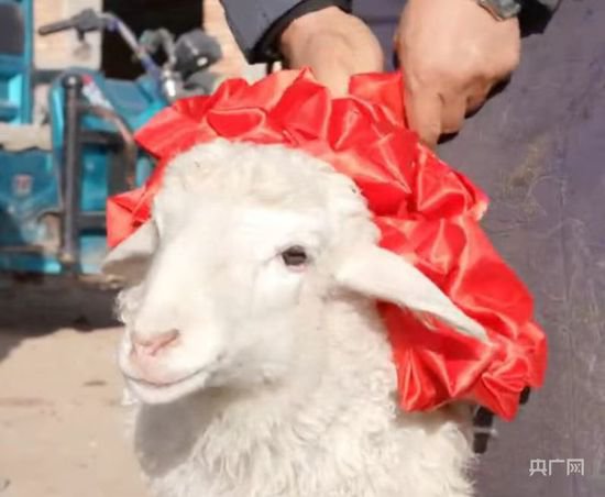杭州一老板从内蒙古下单100只活羊给员工发福利