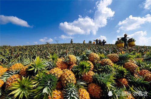 70万吨<em>菠萝</em>上市，没了<em>凤梨</em>的事，<em>价格</em>同比上涨，不愁卖了