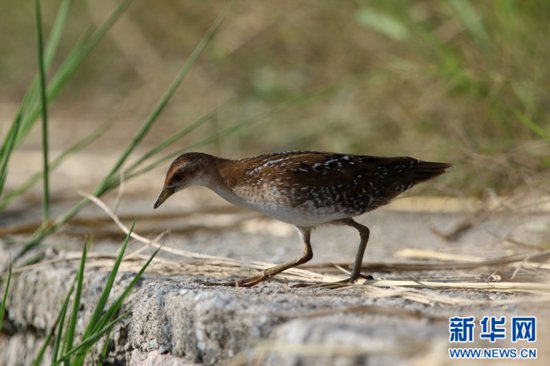 一天内观测到132种鸟类<em> 福州</em>这个村藏不住了-新华网