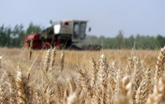 中国宣布：进口全境俄罗斯<em>小麦</em>，国际粮价高涨，有<em>什么预兆</em>？