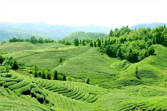 品质川茶将亮相首届中国（黑龙江）国际绿色食品和全国大豆产业...