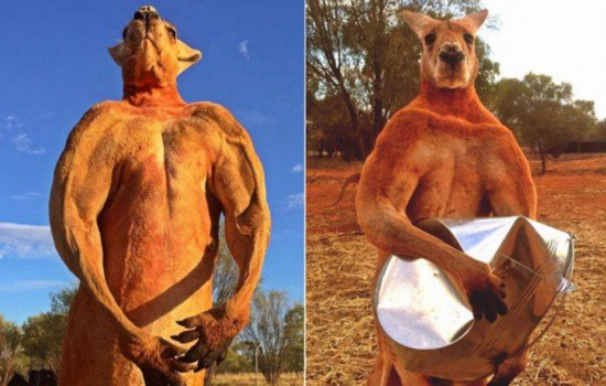 澳大利亚网<em>红袋鼠</em>去世 曾因肌肉健美一举成名
