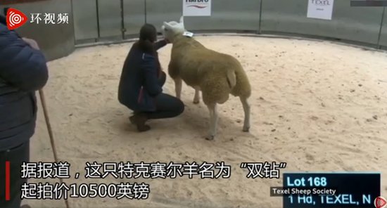 <em>世界上最贵的羊</em>以332万元成交