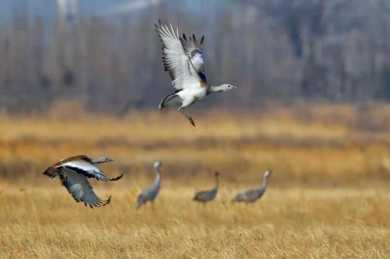 春天，来<em>北京最大的</em>湿地自然保护区观鸟