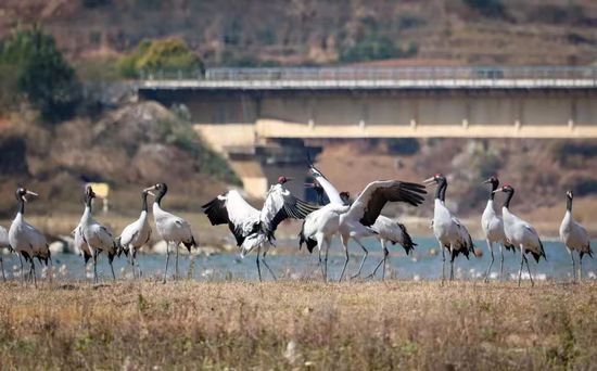 文旅产业再现风光：贵州草海迎来首批越冬黑颈鹤