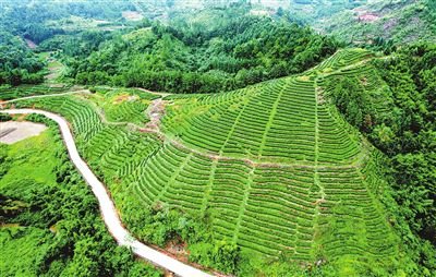 <em>贵港市</em>加快推进茶产业全产业链发展