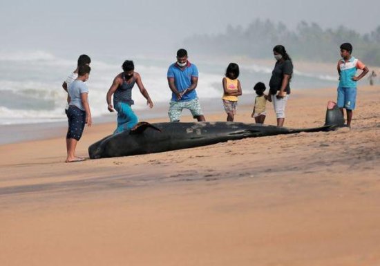 上百头领航鲸在斯里兰卡海滩搁浅，当地军民联手不分昼夜展开...