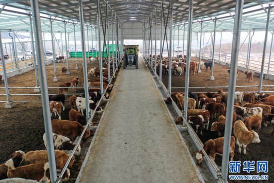 河南宝丰：肉牛产业助农增收