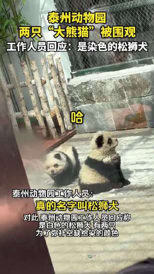 泰州动物园两只<em>奇怪的</em>“大熊猫”被围观 工作人员：是染色的松狮...