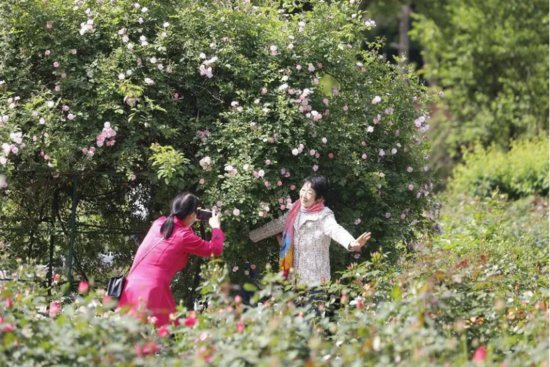 南京月季展在<em>中山</em>植物园开展，本月底将迎来盛花期