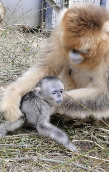 30年首次！武汉动物园成功繁育2只川金丝猴