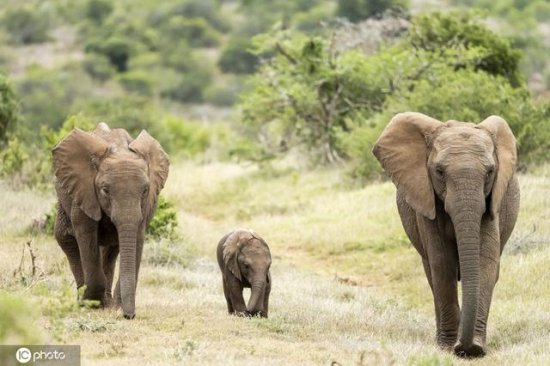 <em>南非大象</em>兄弟活泼好动，哥哥用鼻子为弟弟挠痒痒太顽皮了！