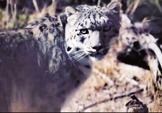 <em>贺兰</em>山自然保护区又迎来一只雪豹“公主”