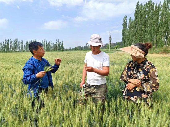 新疆焉耆：风吹麦浪“绿渐黄” 农技专家测产忙