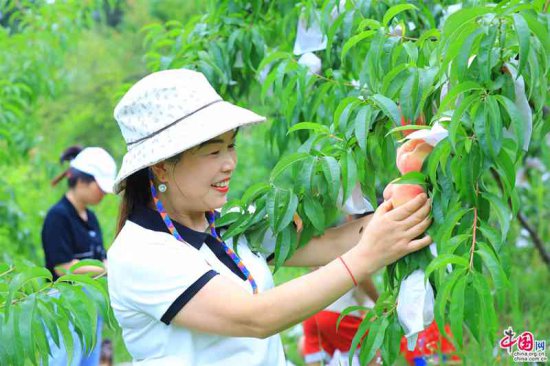 贵州剑河：七月“桃”不掉的甜蜜 满园桃香迎客来