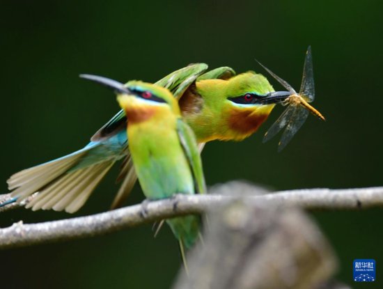 高速摄影抓拍“最美候鸟”栗喉蜂虎